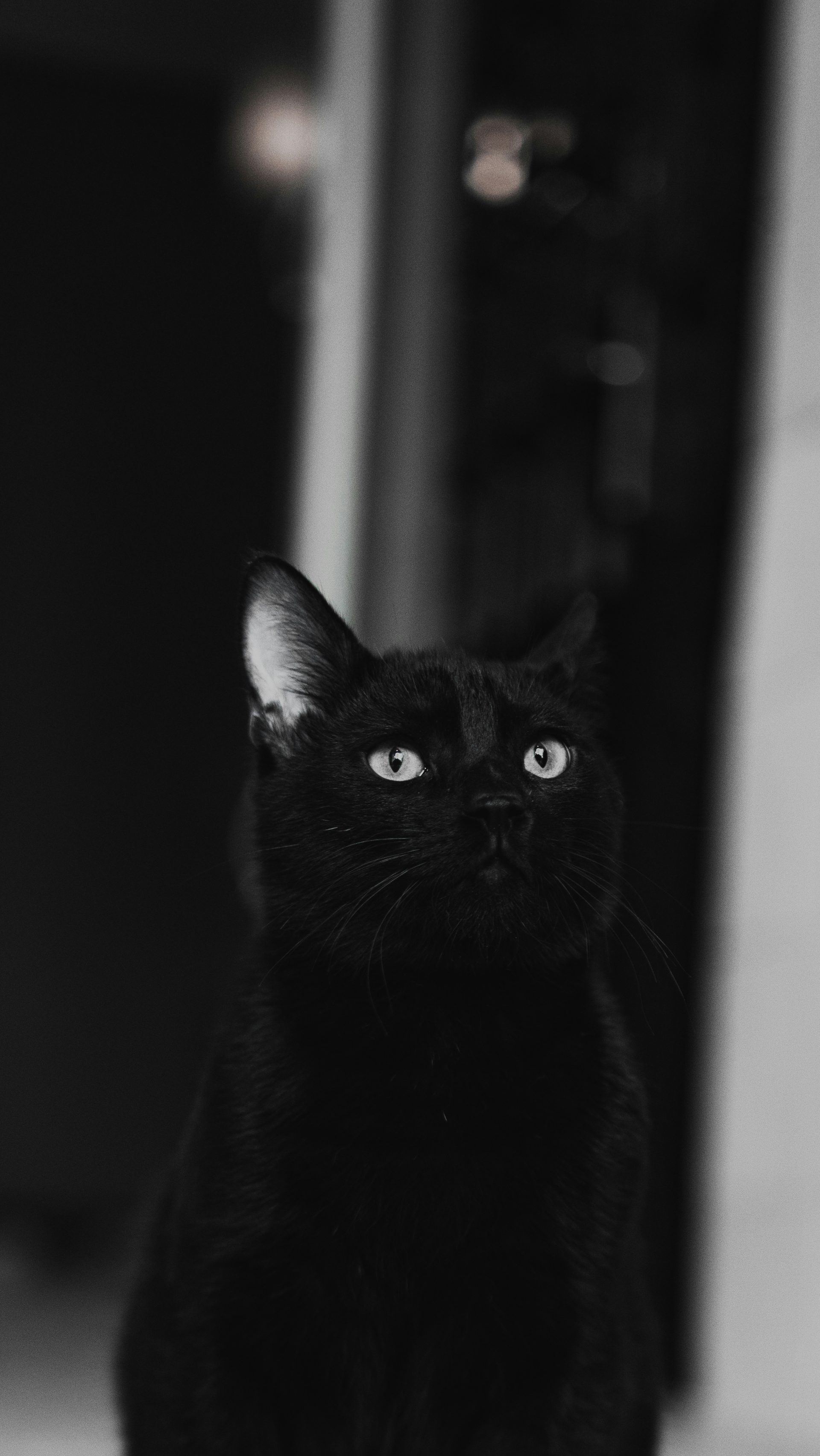a black cat sitting on top of a table